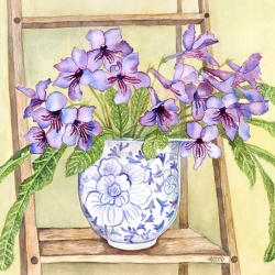 Purple Streptocarpus - Framed Watercolour - 