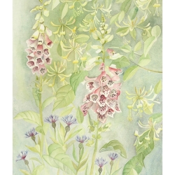 Foxgloves, Honeysuckle and Centaurea - Framed Watercolour - cm by cm