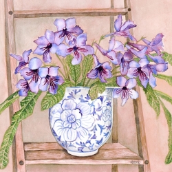 Purple Streptocarpus - Framed Watercolour -