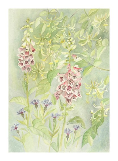Foxgloves, Honeysuckle and Centaurea - Giclee Print